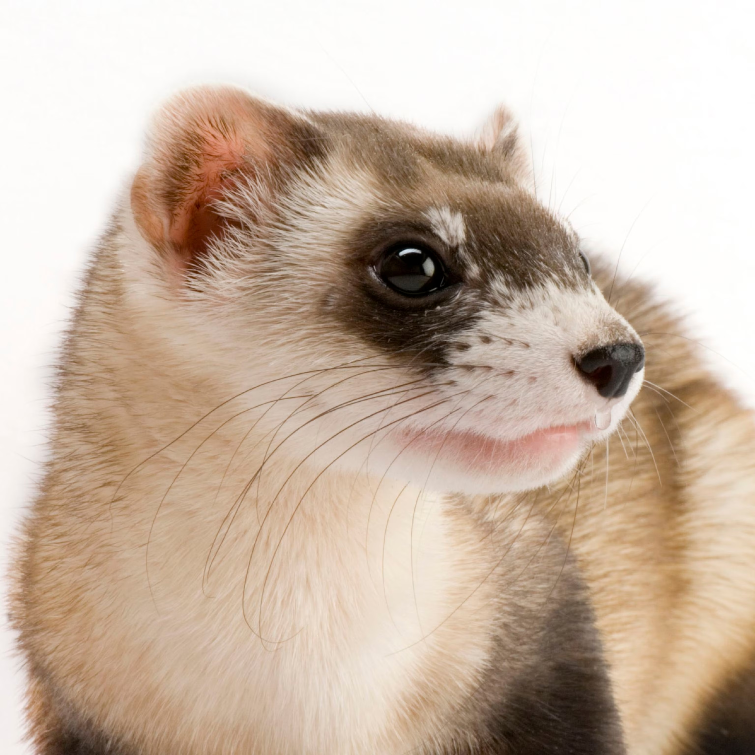 A closeup of a black-footed ferret. It is staring off to the right side.